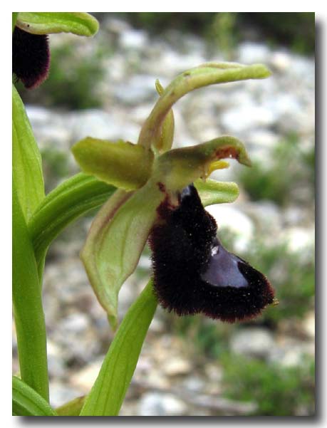 Ophrys: gruppo Ophrys bertolonii